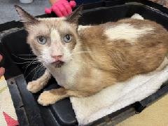 DANNY BOY  CONTACT SYLVA - Siamese available for adoption
