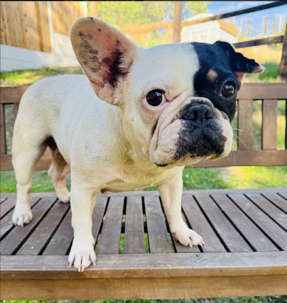 LILO - French Bulldog available for adoption