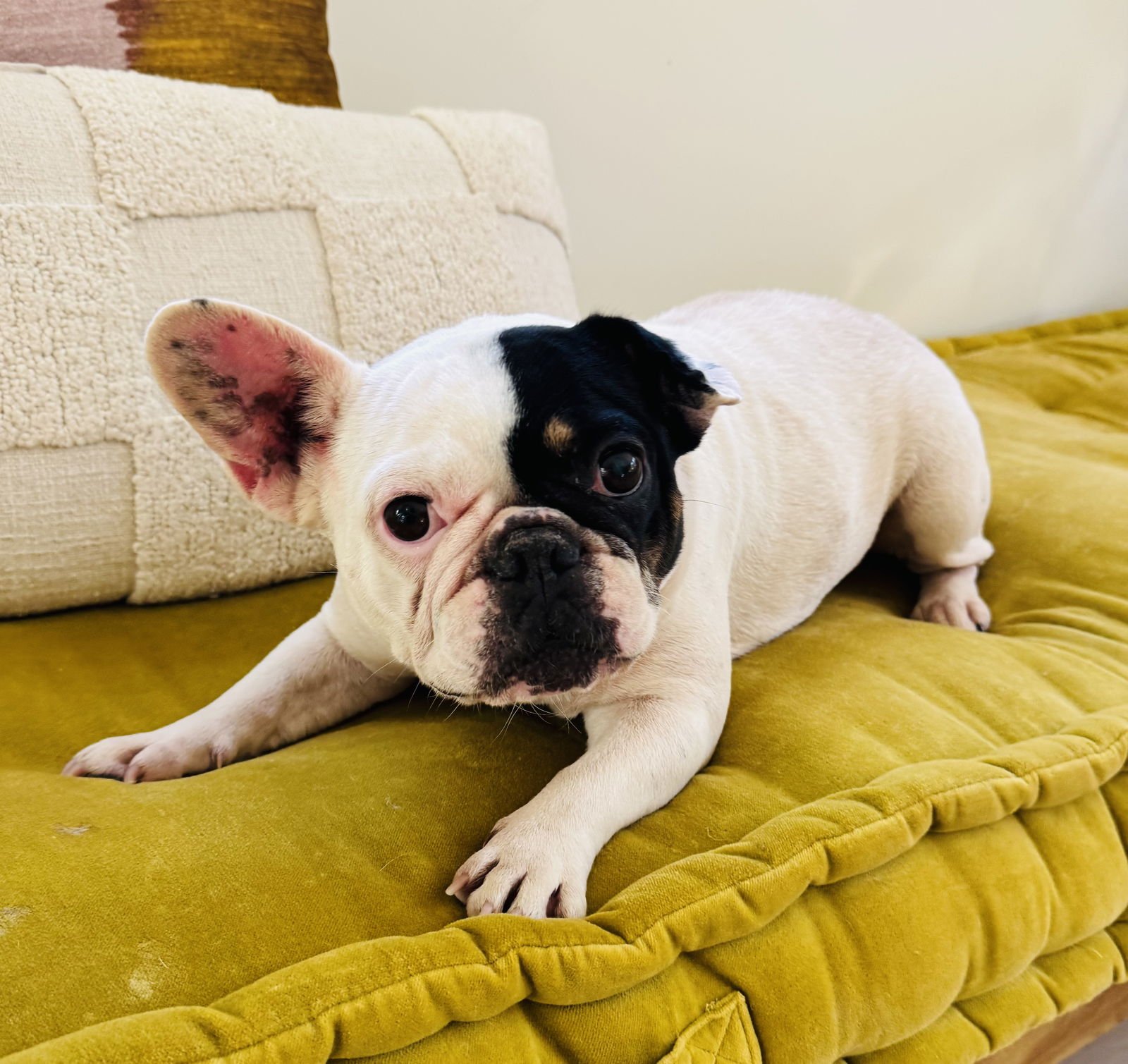 LILO - French Bulldog available for adoption