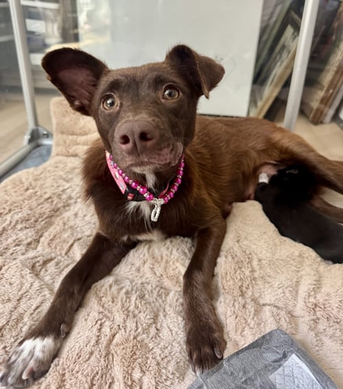 KITTY - Australian Kelpie available for adoption