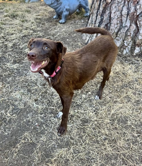 KITTY - Australian Kelpie available for adoption