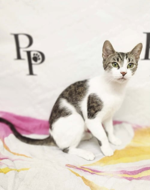 ZUZU - Domestic Short Hair available for adoption