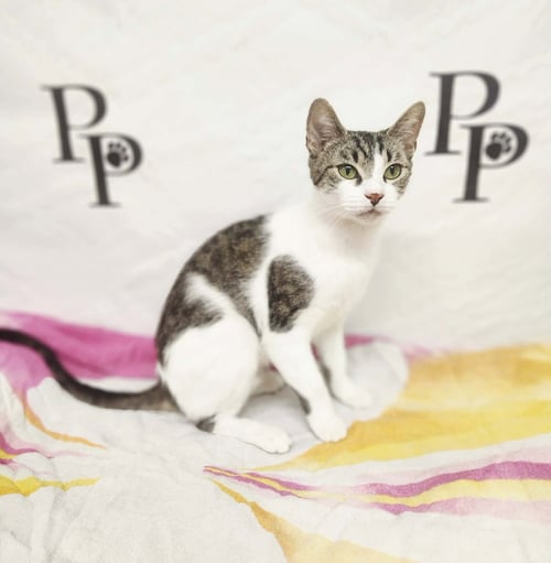 ZUZU - Domestic Short Hair available for adoption