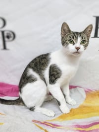 Zuzu - Photo 3
