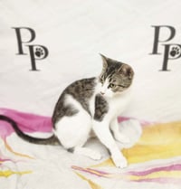 Zuzu - Photo 4