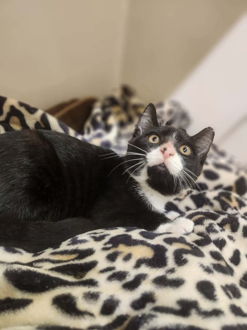 MESSI - Domestic Short Hair available for adoption