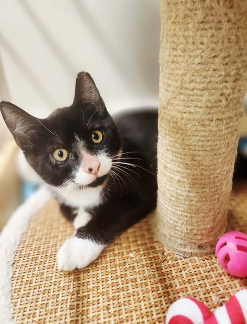 MESSI - Domestic Short Hair available for adoption