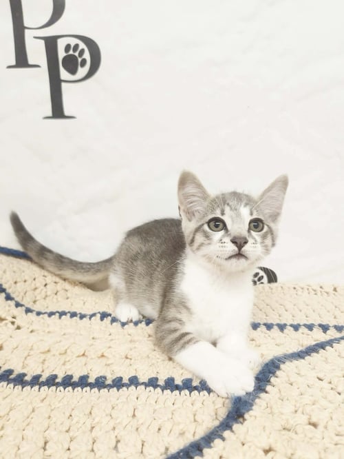 HIP HOP - Domestic Short Hair available for adoption