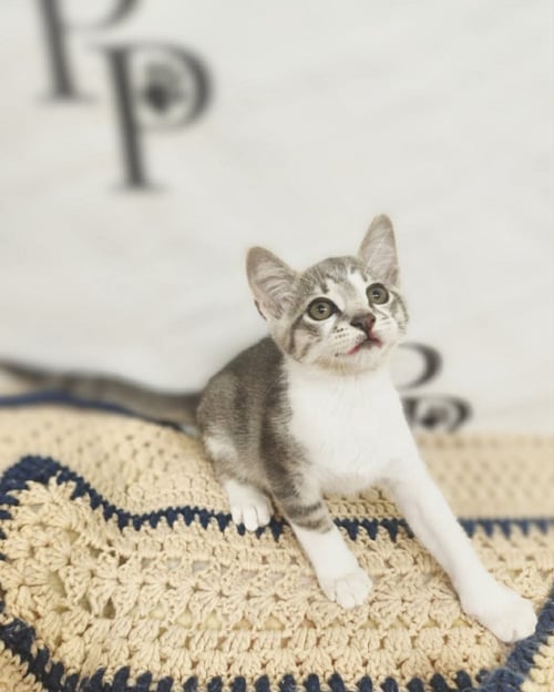 HIP HOP - Domestic Short Hair available for adoption