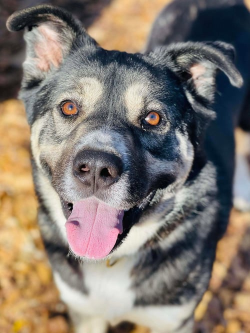 COURTESY POST..SNOOK - Akita / Husky available for adoption