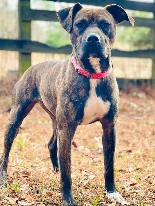COURTESY POST..GUNNER - Boxer / American Pit Bull Terrier available for adoption