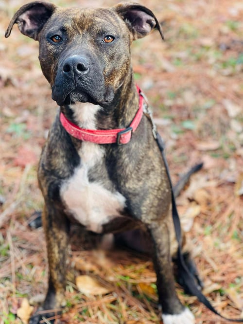 COURTESY POST..GUNNER - Boxer / American Pit Bull Terrier available for adoption