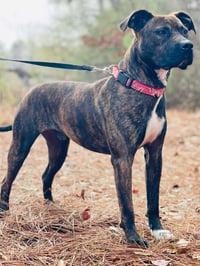 COURTESY POST..Gunner - Photo 3
