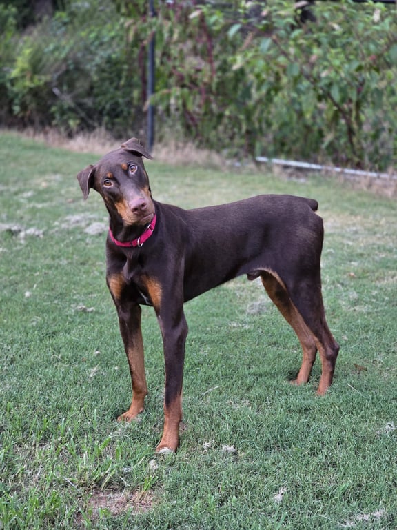 RYKER Image
