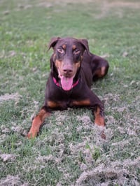 RYKER - Photo 3