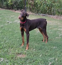 RYKER - Photo 4