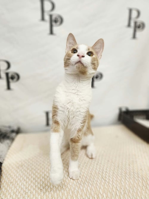 LEBRON - Domestic Short Hair available for adoption