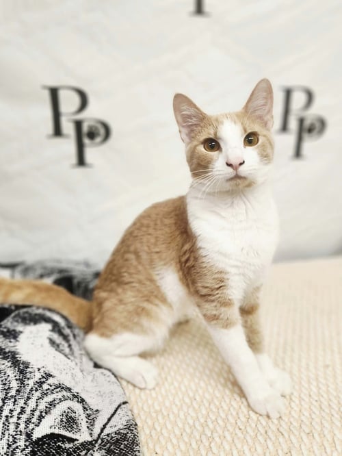 LEBRON - Domestic Short Hair for adoption in Athens