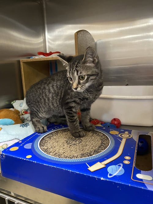 GRANITE - Domestic Short Hair available for adoption