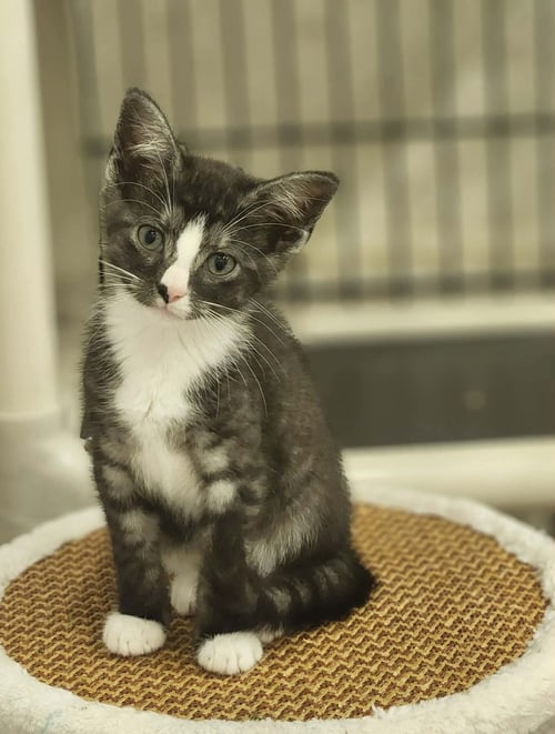 BLIPPI - Domestic Short Hair for adoption in Athens