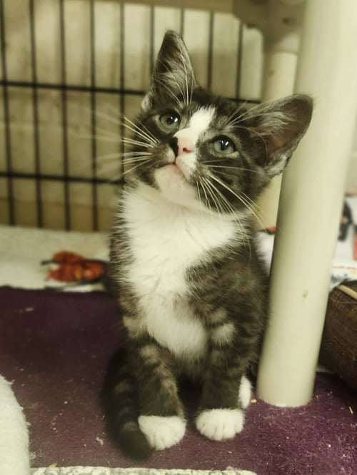 BLIPPI - Domestic Short Hair available for adoption