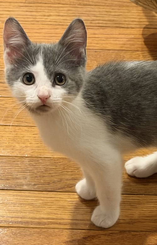 PICKLE - Domestic Short Hair available for adoption