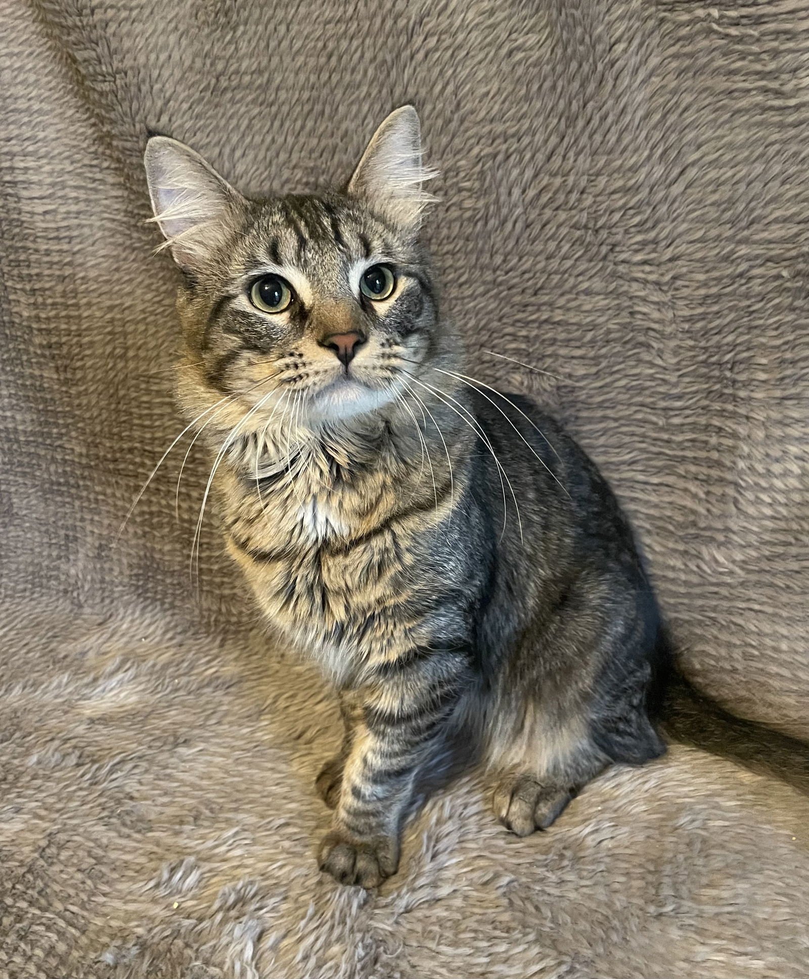 JOE FRAZIER - ANDREA FOSTER - Domestic Long Hair available for adoption