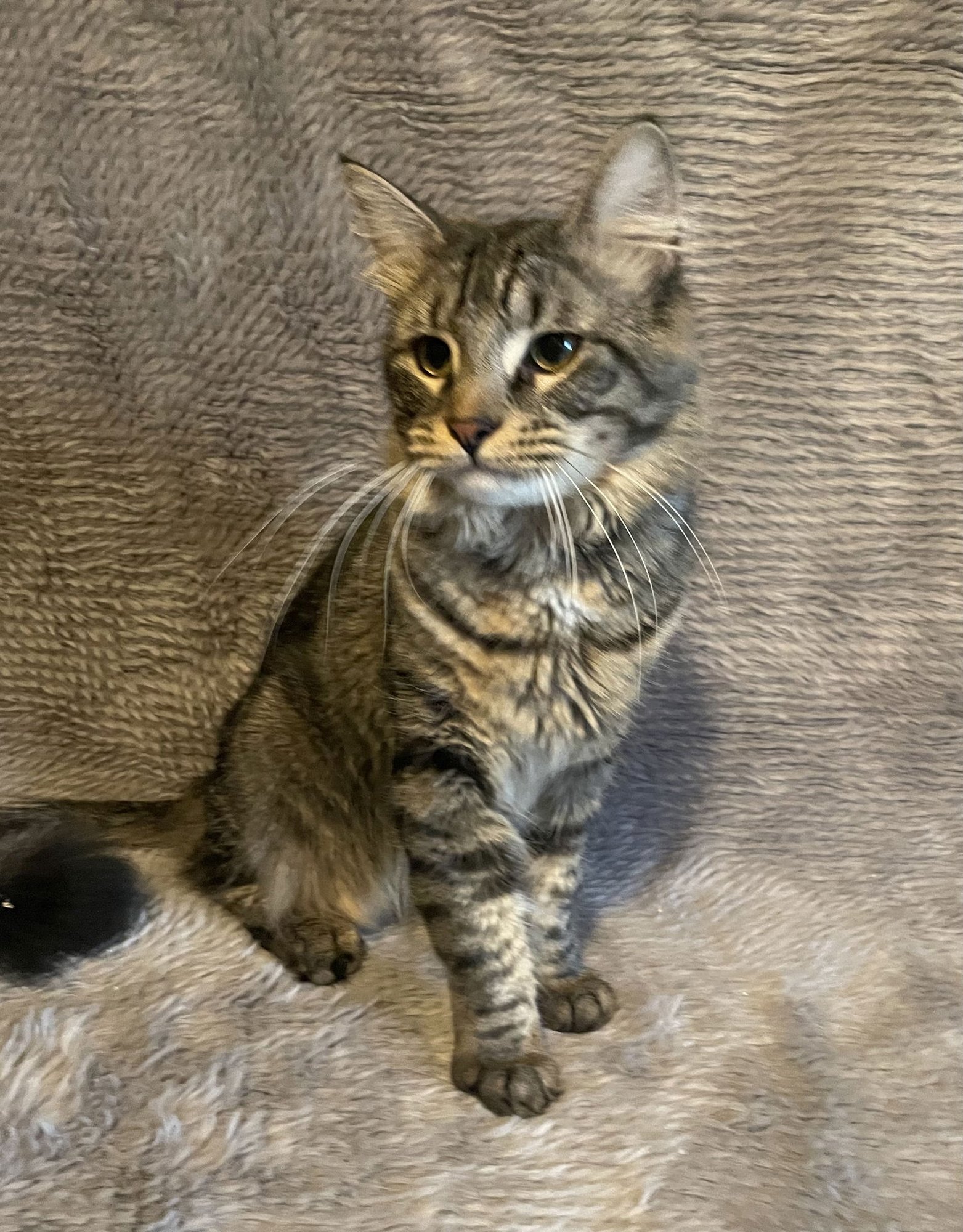 JOE FRAZIER - ANDREA FOSTER - Domestic Long Hair available for adoption