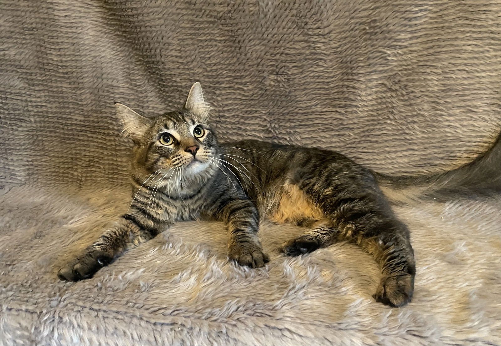 Joe Frazier - Andrea foster - Photo 3