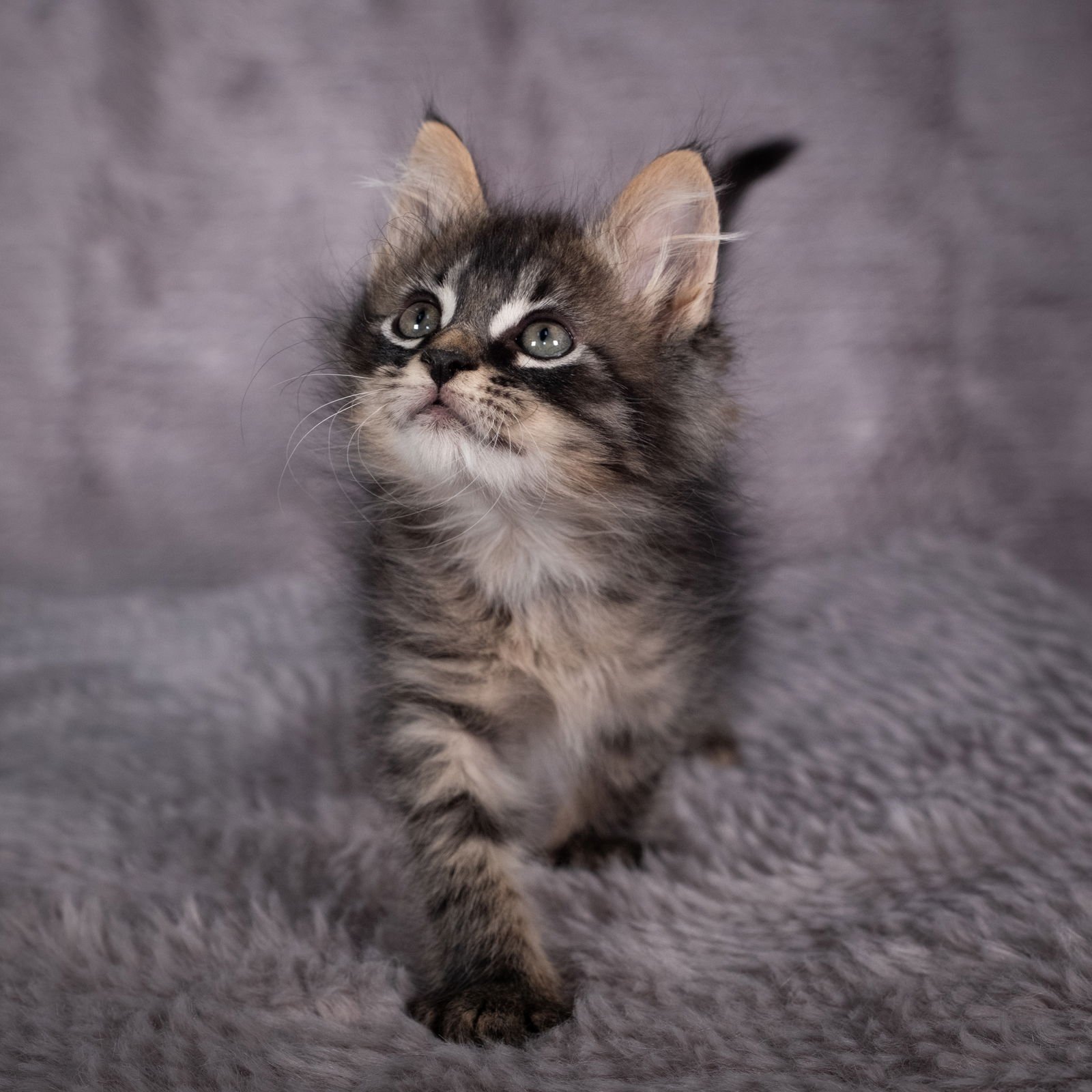 Joe Frazier - Andrea foster - Photo 4