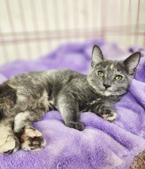 VANESSA - Domestic Short Hair available for adoption