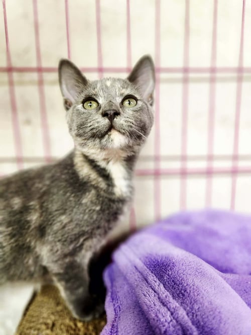 VANESSA - Domestic Short Hair available for adoption