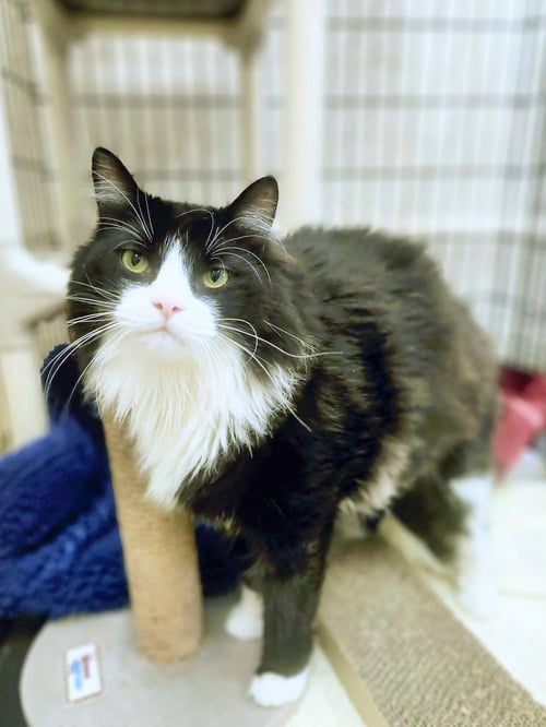 TONTO - Domestic Long Hair available for adoption