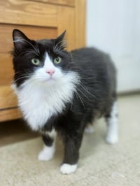 Tonto - Photo 4