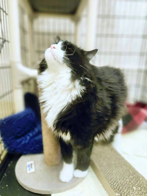 TONTO - Domestic Long Hair available for adoption