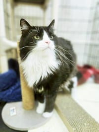 Tonto - Photo 3