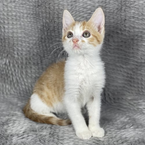 RUFOUS HUMMINGBORD - ANDREA FOSTER - Domestic Short Hair for adoption in Athens