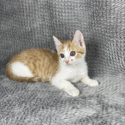 RUFOUS HUMMINGBORD - ANDREA FOSTER - Domestic Short Hair available for adoption