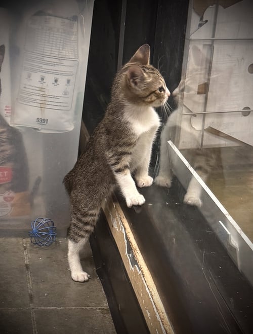 LATTE - Domestic Short Hair available for adoption