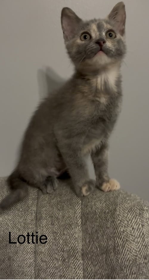 LOTTIE - Domestic Short Hair for adoption in Athens