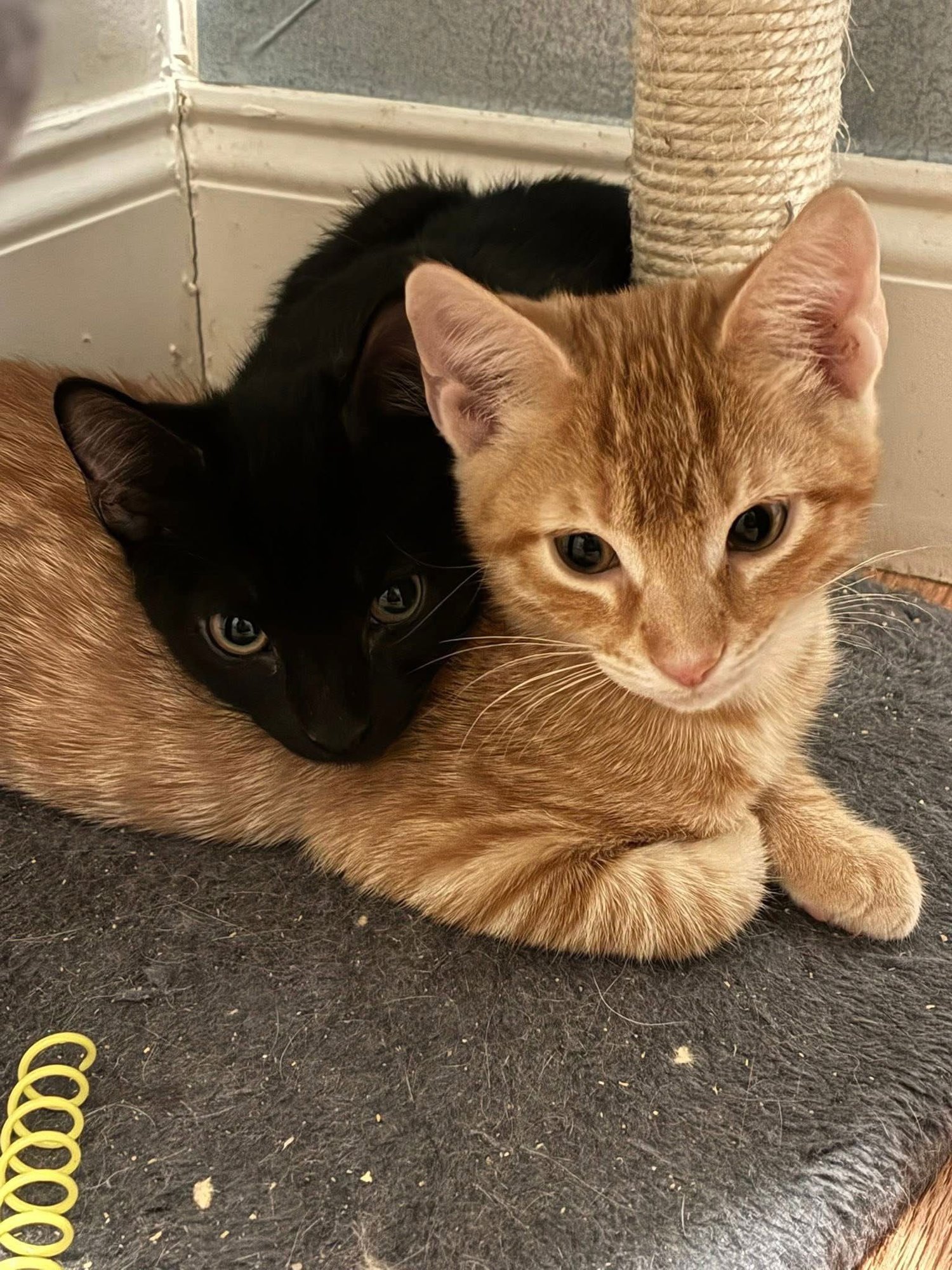 PARKER - Domestic Short Hair available for adoption