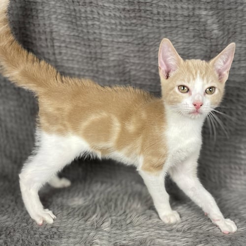 BONDO - ANDREA FOSTER - Domestic Short Hair available for adoption