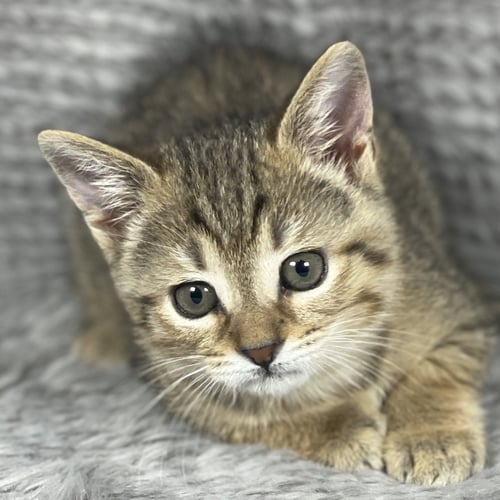 SKID PLATE - ANDREA FOSTER - Domestic Short Hair available for adoption