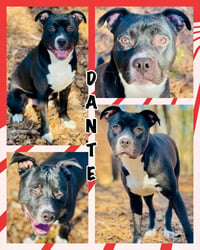COURTESY POST...Dante - Photo 1