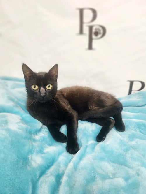 JELLYBEAN - Domestic Short Hair available for adoption
