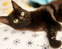 Jellybean - Photo 3