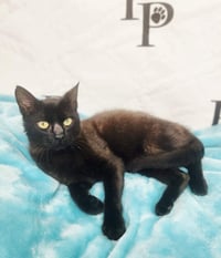Jellybean - Photo 4