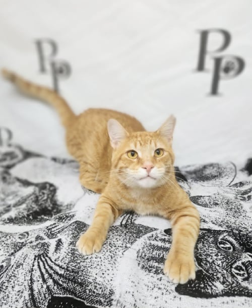 TRAVOLTA - Domestic Short Hair available for adoption