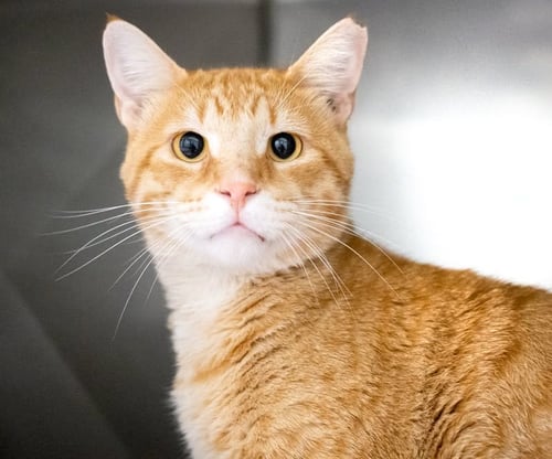 TRAVOLTA - Domestic Short Hair available for adoption