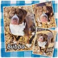 COURTESY POST...Bubba - Photo 1